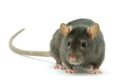 rat, rats deratisation tue rongeur, mort ras, destruction nuisible, tue vermine, destructeur rat, deratiseur,